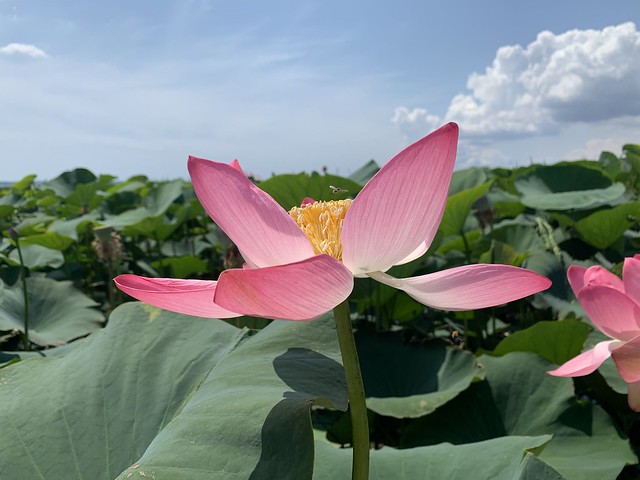 pink lotus. розовый лотос.