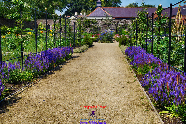 Blue flower walk at Hillsborough castle gardens