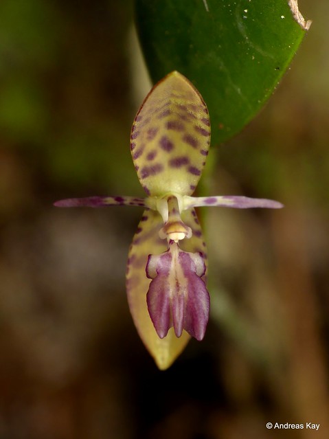 Little Orchid, Pleurothallis trimeroglossa