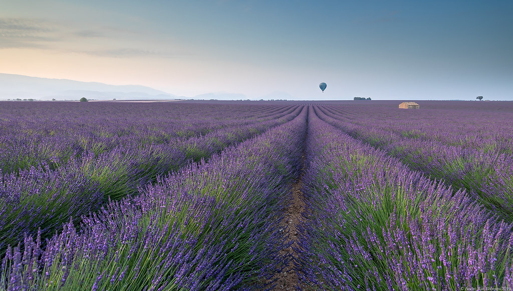 Morning in lavender fields with hot-air ballon, Valensole, Provence