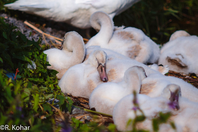 Baby swans sleeping