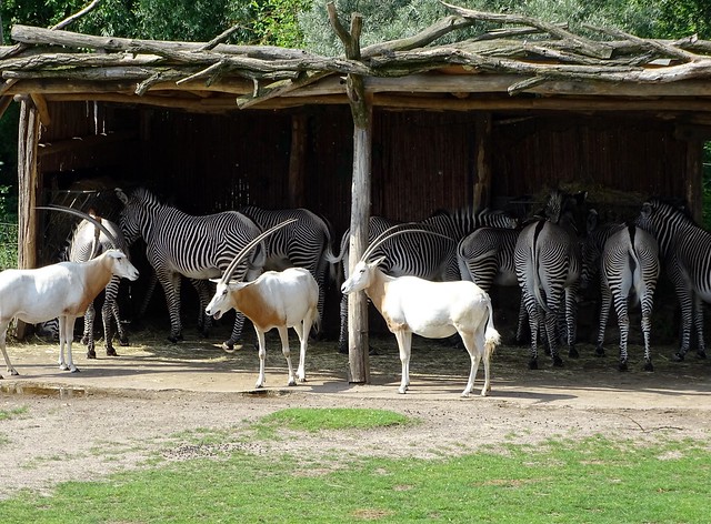 Scimitar oryx and Grevy's zebras