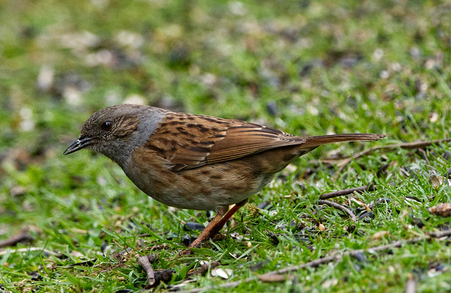 Dunnock / Hedge Sparrow