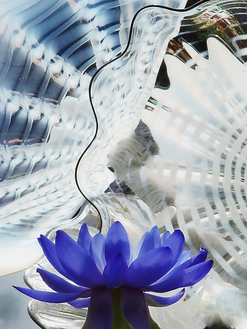 Waterlily House, Kew Gardens @ 20 July 2019 (SATURDAY) - Dale Chihuly's ‘Reflections on Nature’ - Nymphaea Kew's Stowaway Blues