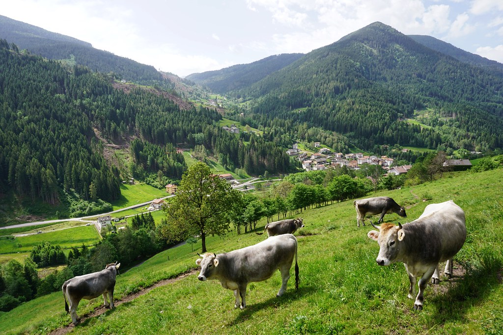 Italian cows in a grassy valley in Trentino, Italy