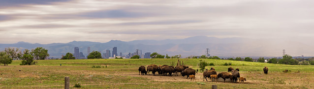 Bison Herd Await the Rain
