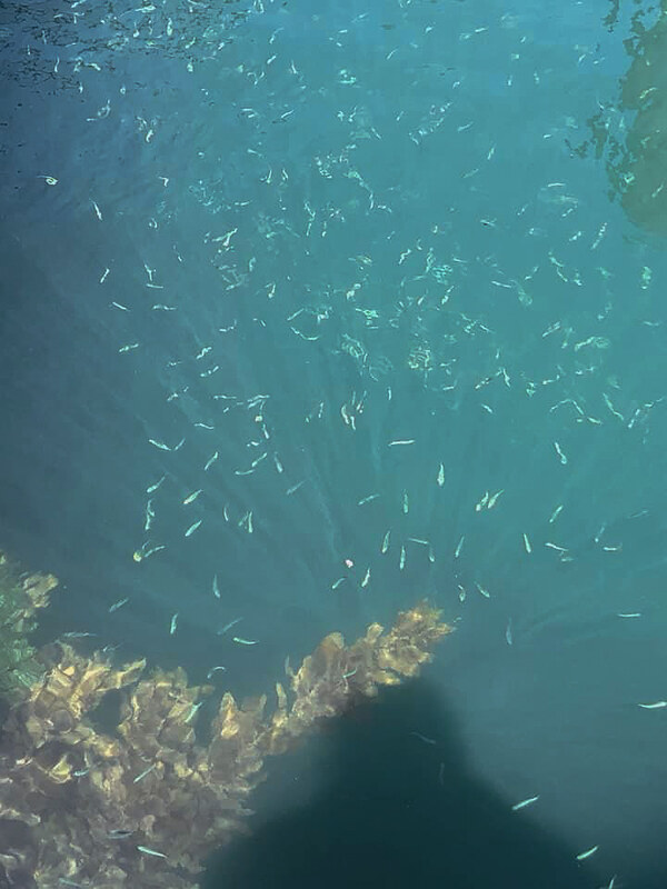 Fishes at jetty