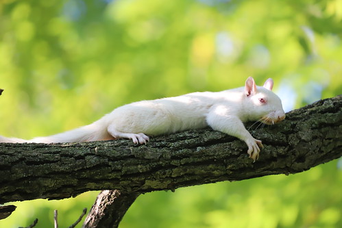 47/366/4064 (July 28, 2019) - White Squirrels Near the Olney Public Library in Olney, Illinois - July 27th, 2019