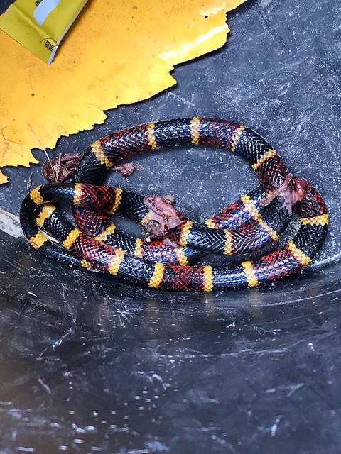 Coral Snake, Red and  Yellow Kill A Fella Red and Black I Take It Back