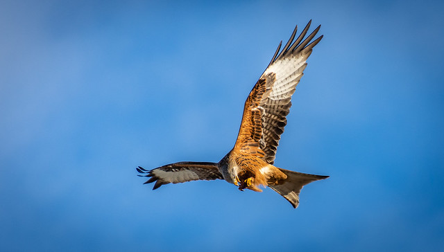 Red Kite Feeding in flight