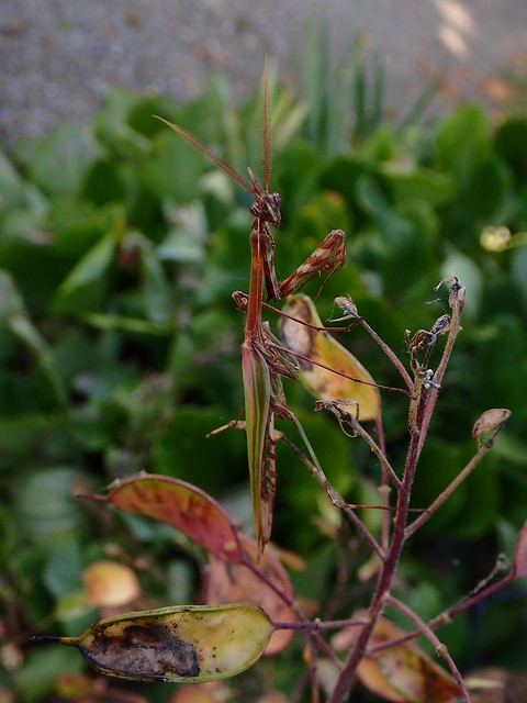 Empusa pennata - Conehead mantis - L' Empuse commune ou Le Diablotin - 28/06/19
