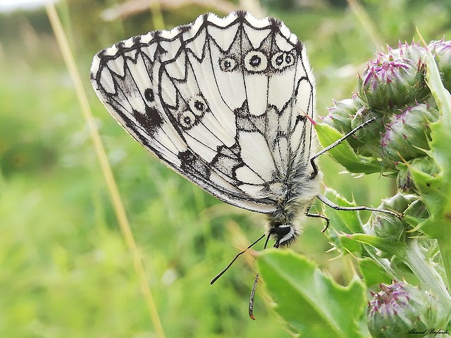 Butterfly 1824