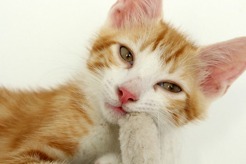 Ringo, gatito blanquirubio dibujo tabby adorable esterilizado, nacido en Mayo´19, en adopción. Valencia. ADOPTADO. 48403272167_89dfdee70d