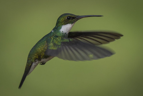 colibri picaflor hummingbird aves birds fauna naturaleza argentina nikon nikkor