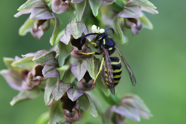 Helleborine and the “crowned” wasp