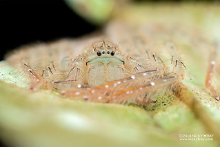 Huntsman spider (Gnathopalystes sp.) - DSC_5823