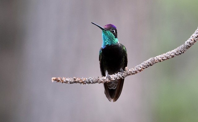 Rivolis Hummingbird at the Palisades Visitor Center