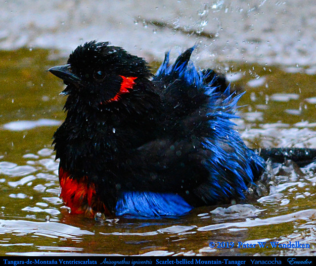 All Shook Up • SCARLET-BELLIED MOUNTAIN-TANAGER Anisognathus igniventris Splashing at the Yanacocha Reserve in ECUADOR. Tanager Photo by Peter Wendelken.