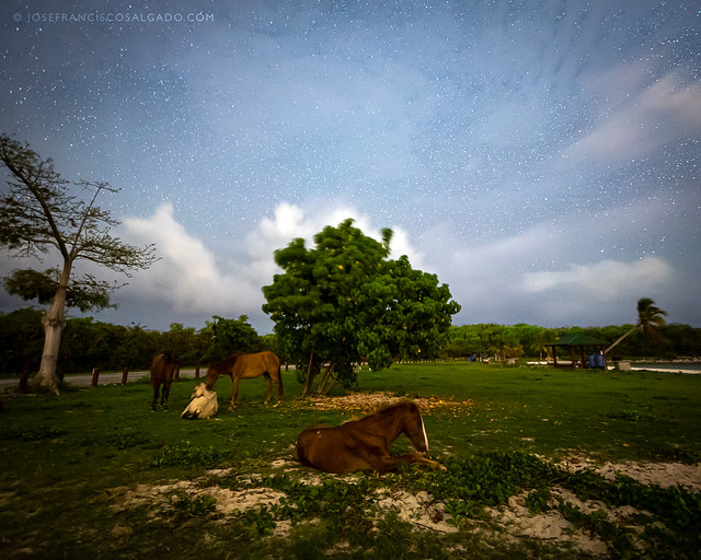 Vieques horses under the stars
