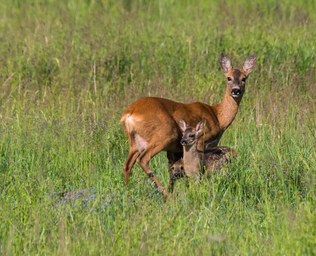 Roe deer /Rehtiere | Valentina Meininger | Flickr