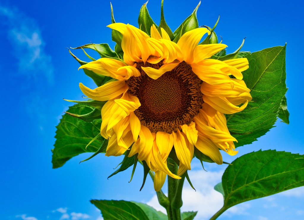 flora, flower, sunflower, sky, blue, yellow, blossom.