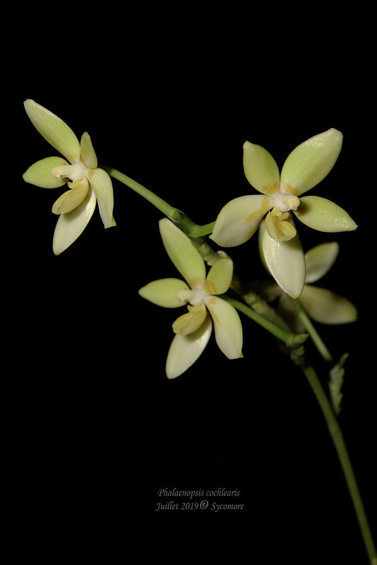 Phalaenopsis cochlearis, fiche descriptive et de culture d'Alexandre (Sycomore) 48412758621_30504e8d8f_c