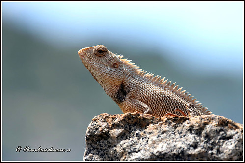 gardenlizard reptiles nature india chennai canoneos6dmarkii tamronsp150600mmg2