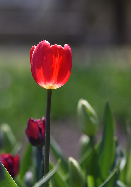 Tulipe / Tulip
