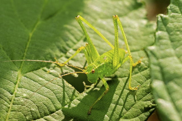 Speckled bush-cricket (DSCF2797)