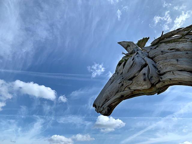 horse. wood. sky.