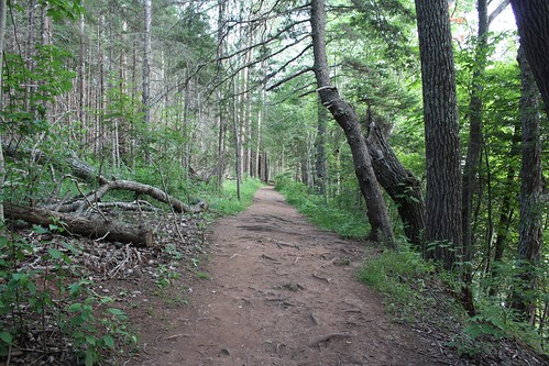 bonshaw pei canada woods forest trees trail path