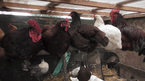 chickens on new roosting perch July 19