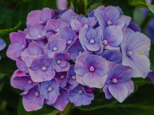 Hydrangea | by frankmh