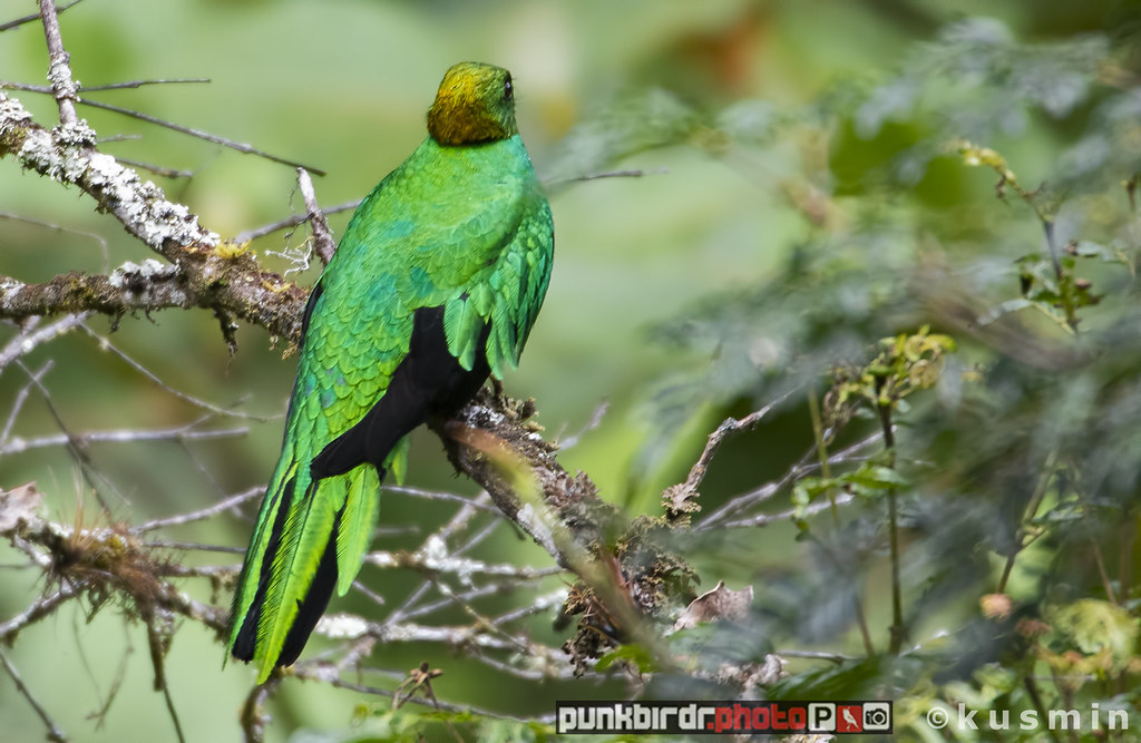 golden-headed quetzal (pharomachrus auriceps)