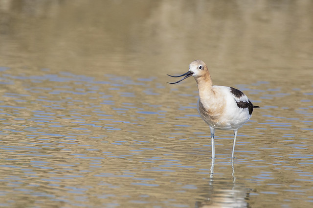 American Avocet Stretching the Gape