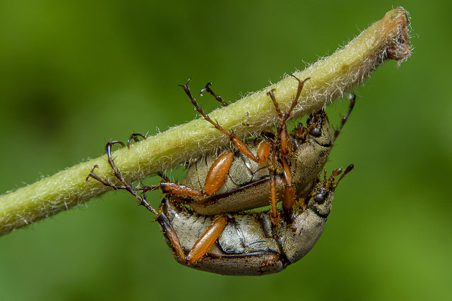 Rose Chafers Mating