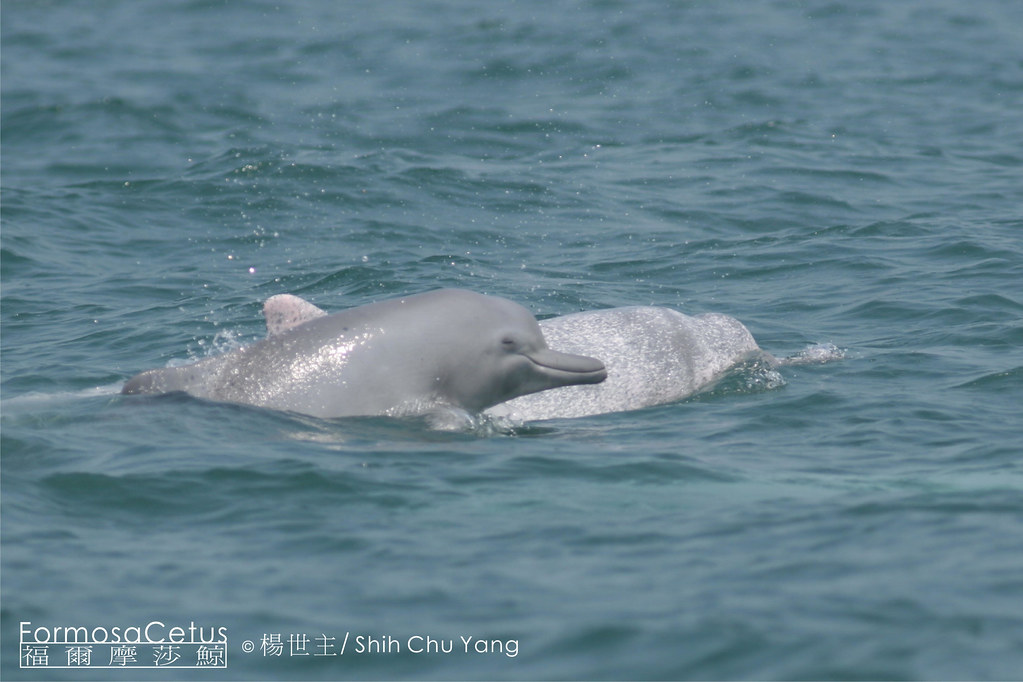 台灣白海豚寶寶。楊世主攝，台灣媽祖魚保育聯盟提供。