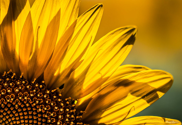 Sunflower details