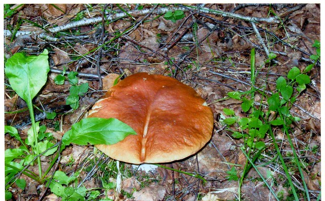 White mushroom (Borovik)
