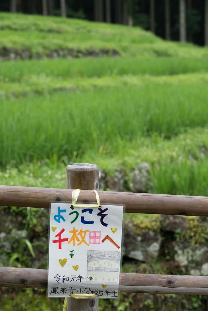 20190709 Yotsuya Terraced Rice Paddy 6