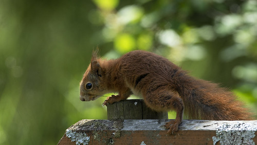 redsquirrel animal cute wildlife nature norway rogaland