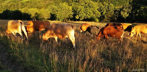 juillet2019 vaches cows soir evening coucherdesoleil sunset prairie troupeau