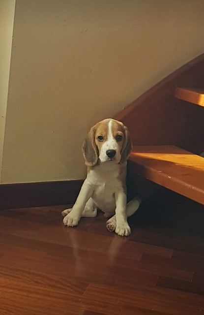 cane beagle in casa di francesca