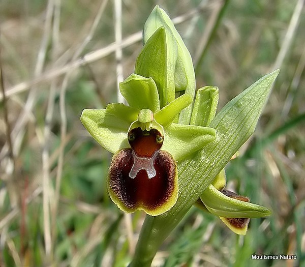 DSC06068. Small Spider Orchid (Ophrys araneola)