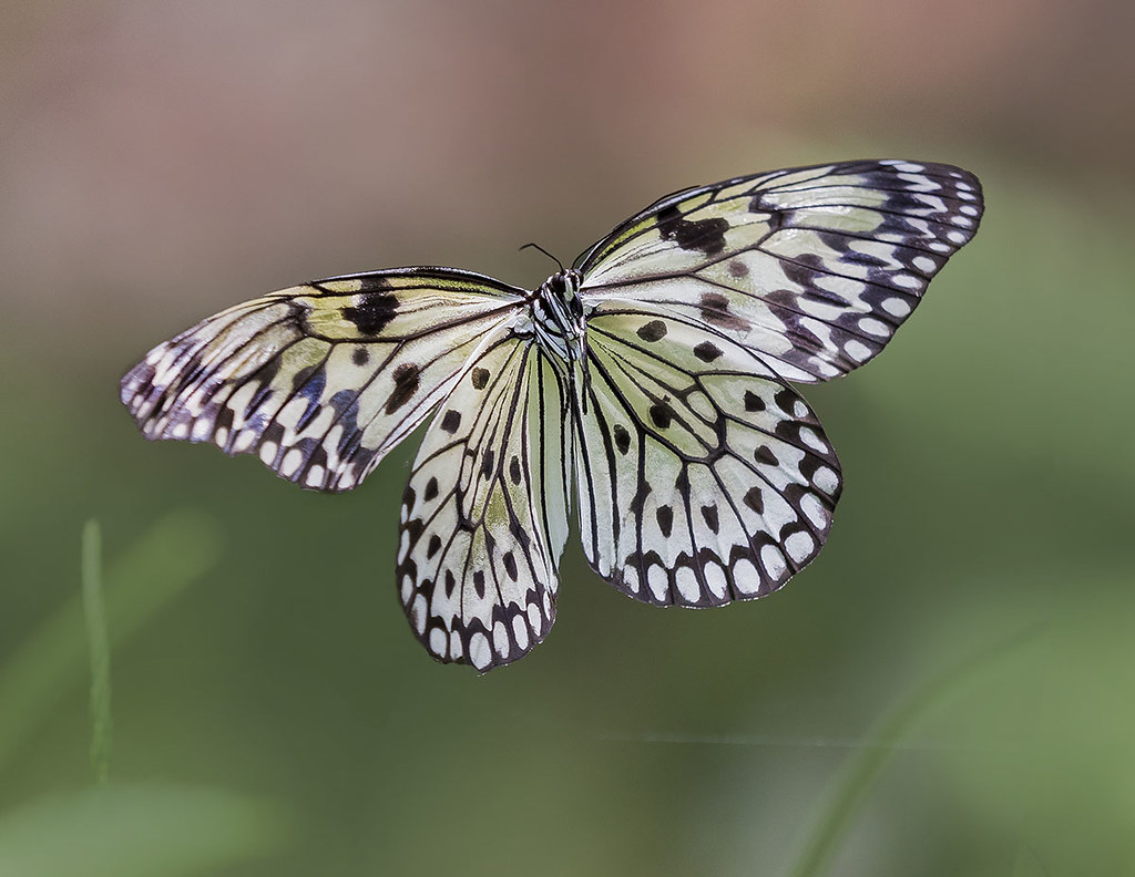 Paper Kite Butterfly in flight -Idea leuconoe-, Wings of the Tropics, Fairchild Tropical Botanic Garden.