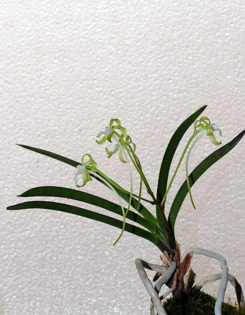 Vanda (Neofinetia) falcata 'Hisui' species orchid