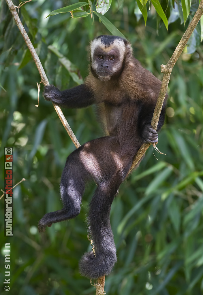brown capuchin monkey (cebus apella)