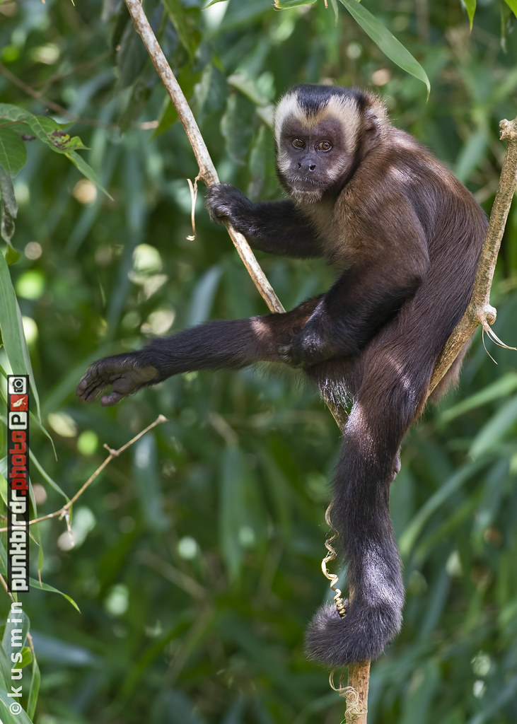 brown capuchin monkey (cebus apella)