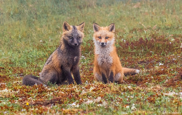 Fox Kit Siblings