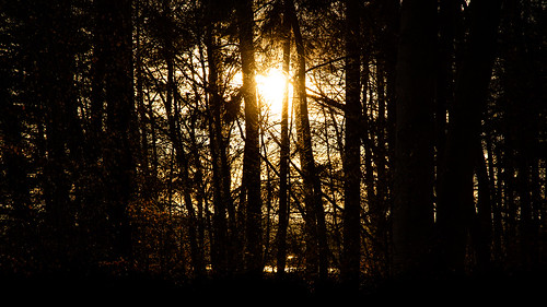 sebastianschmidt sunlight sun sunset sundown trees leaves silhouette nature outdoor outside